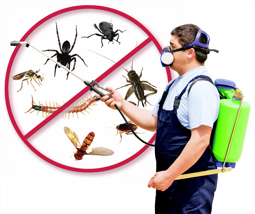 pest control in mumbai